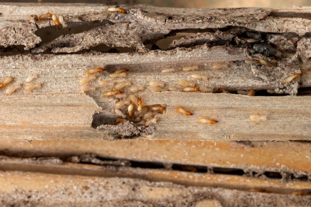 Best Wildlife Control Services  in Sandusky, MI